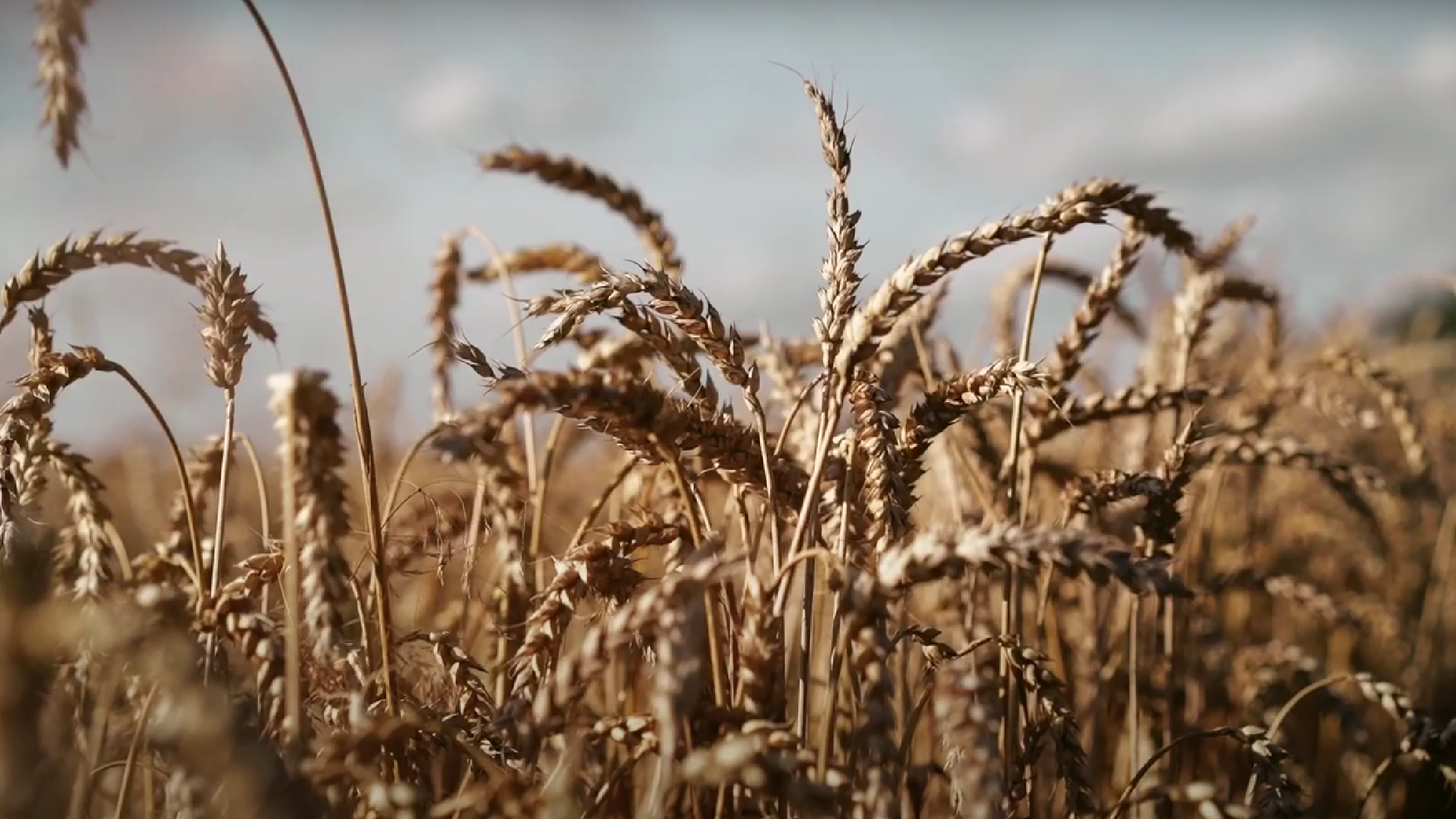 SeedMaster Bitki Islah Yazılımı tanıtım video görseli